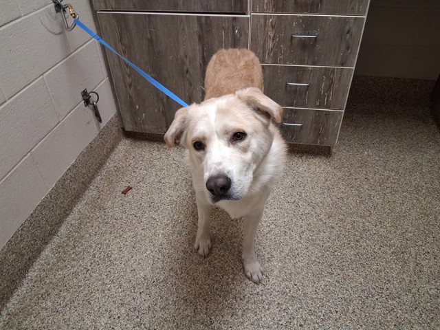 Shelter Stray Male Dog last seen Near BLOCK STRINDBERG PT, COLORADO SPRINGS CO 80916, 610 Abbot Ln, Colorado Springs, CO 80905, USA