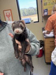 Shelter Stray Male Other last seen , 4950 SW Triana Blvd, Huntsville, AL 35805, USA