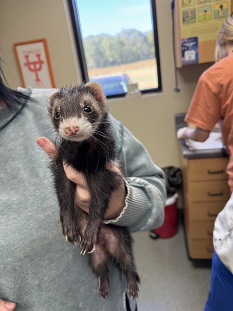 Shelter Stray Male Other last seen , 4950 SW Triana Blvd, Huntsville, AL 35805, USA