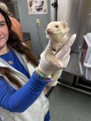 Shelter Stray Female Other last seen , 4950 SW Triana Blvd, Huntsville, AL 35805, USA