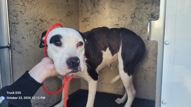Shelter Stray Female Dog last seen Near BLOCK MERCIER ST, DETROIT, MI 48210, 1431 E Ferry St, Detroit, MI 48211, USA