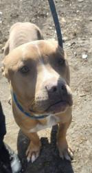 Shelter Stray Male Dog last seen Near BLOCK MAPLERIDGE ST, DETROIT, MI 48205, 1431 E Ferry St, Detroit, MI 48211, USA