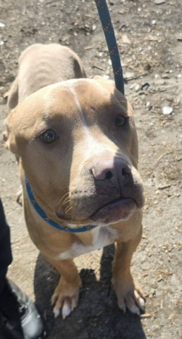 Shelter Stray Male Dog last seen Near BLOCK MAPLERIDGE ST, DETROIT, MI 48205, 1431 E Ferry St, Detroit, MI 48211, USA