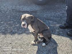 Shelter Stray Male Dog last seen Near BLOCK E MCNICHOLS RD, DETROIT, MI 48212, 1431 E Ferry St, Detroit, MI 48211, USA