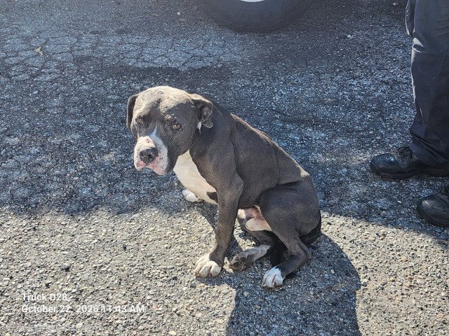 Shelter Stray Male Dog last seen Near BLOCK E MCNICHOLS RD, DETROIT, MI 48212, 1431 E Ferry St, Detroit, MI 48211, USA