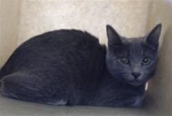 Shelter Stray Female Cat last seen Near BLOCK OWEN DR, FAYETTEVILLE NC 28304, 4704 Corporation Dr, Fayetteville, NC 28306, USA