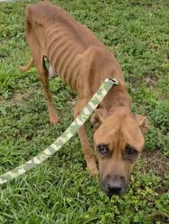 Shelter Stray Male Dog last seen Near BLOCK NW 40TH ST, POMPANO BEACH, FL 33064, 2400 SW 42nd St, Fort Lauderdale, FL 33312, USA