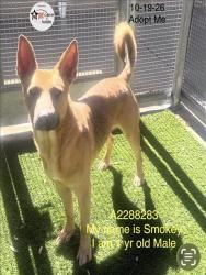 Shelter Stray Male Dog last seen , 1850 W 60th St, Los Angeles, CA 90047, USA