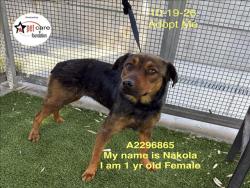 Shelter Stray Female Dog last seen , 1850 W 60th St, Los Angeles, CA 90047, USA