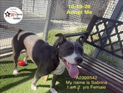 Shelter Stray Female Dog last seen , 1850 W 60th St, Los Angeles, CA 90047, USA