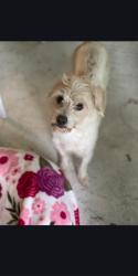 Shelter Stray Male Dog last seen Near BLOCK HARWOOD H, DEERFIELD BEACH FL 33442, 2400 SW 42nd St, Fort Lauderdale, FL 33312, USA