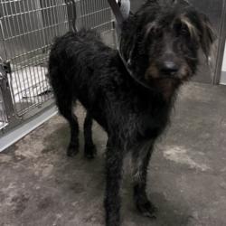 Shelter Stray Female Dog last seen , 1850 W 60th St, Los Angeles, CA 90047, USA