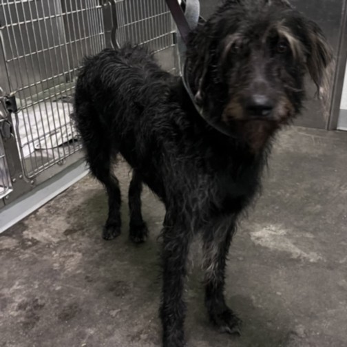 Shelter Stray Female Dog last seen , 1850 W 60th St, Los Angeles, CA 90047, USA