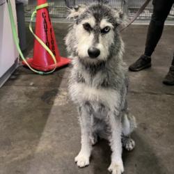 Shelter Stray Female Dog last seen , 1850 W 60th St, Los Angeles, CA 90047, USA