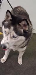 Shelter Stray Male Dog last seen , 1850 W 60th St, Los Angeles, CA 90047, USA