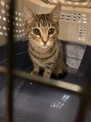 Shelter Stray Unknown Cat last seen Near BLOCK S 6000 W, WEST VALLEY CITY UT 84128, 4522 W 3500 S, West Valley City, UT 84120, USA