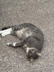 Found/Stray Male Cat last seen Malley cove ln /pine, Fleming Island, FL 32003