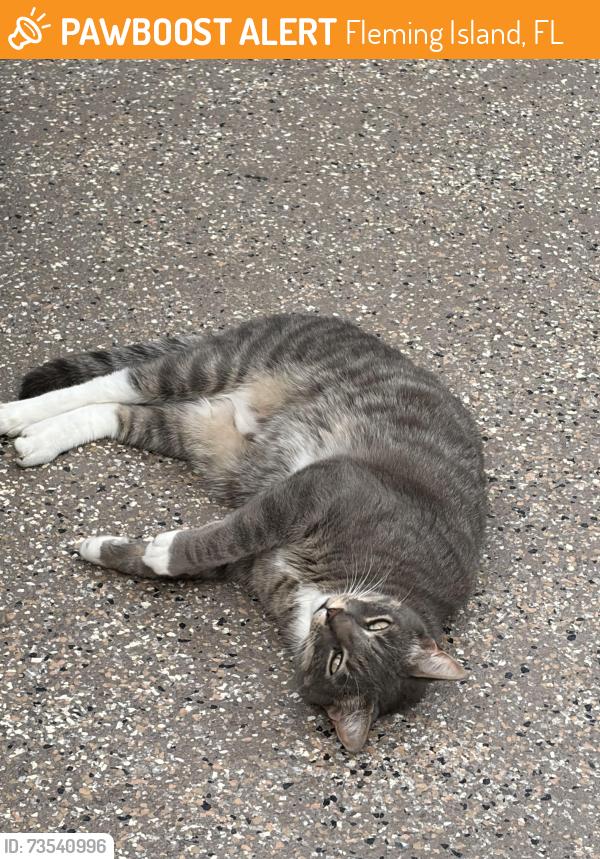 Found/Stray Male Cat last seen Malley cove ln /pine, Fleming Island, FL 32003