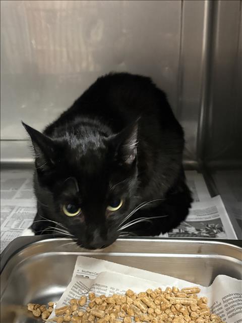 Shelter Stray Female Cat last seen , West Valley Animal Shelter, 20655 Plummer St, Chatsworth, CA 91311, USA