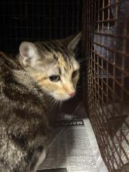 Shelter Stray Female Cat last seen , West Valley Animal Shelter, 20655 Plummer St, Chatsworth, CA 91311, USA