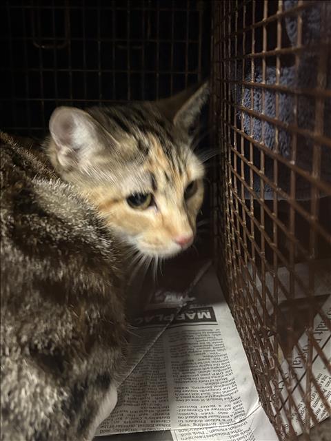 Shelter Stray Female Cat last seen , West Valley Animal Shelter, 20655 Plummer St, Chatsworth, CA 91311, USA