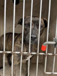Shelter Stray Male Dog last seen S I-35 HWY / SE 15TH ST, 2811 SE 29th St, Oklahoma City, OK 73129, USA