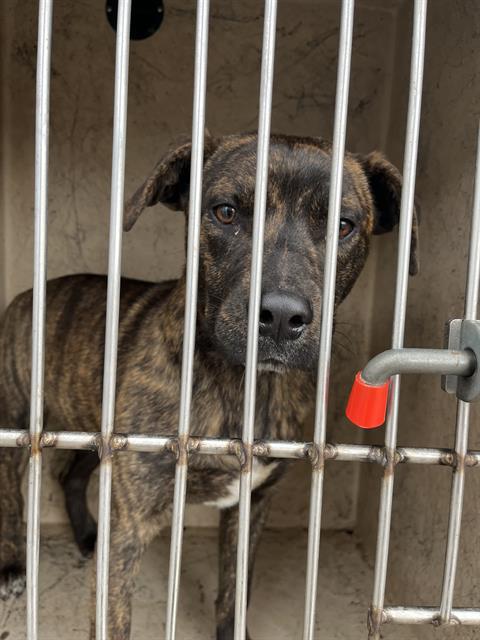 Shelter Stray Male Dog last seen S I-35 HWY / SE 15TH ST, 2811 SE 29th St, Oklahoma City, OK 73129, USA
