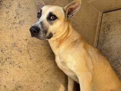Shelter Stray Female Dog last seen Near BLOCK EAST AVE, OKLAHOMA CITY OK 73129, 2811 SE 29th St, Oklahoma City, OK 73129, USA