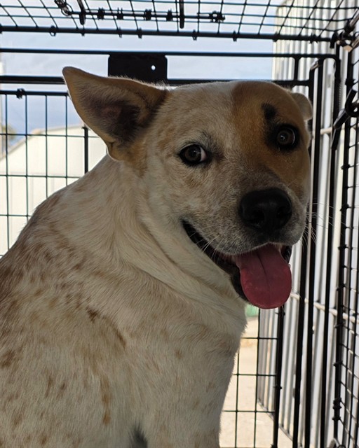 Shelter Stray Male Dog last seen 1ST AND PINKLEY, 1150 11 Mile Corner, Casa Grande, AZ 85194, USA