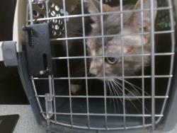 Shelter Stray Female Cat last seen , 2811 SE 29th St, Oklahoma City, OK 73129, USA