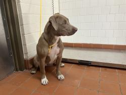 Shelter Stray Female Dog last seen , 600 Aviation Dr, Camarillo, CA 93010, USA