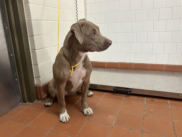 Shelter Stray Female Dog last seen , 600 Aviation Dr, Camarillo, CA 93010, USA