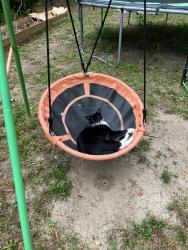 Reunited Male Cat last seen Rosemary, Tallahassee, FL 32303