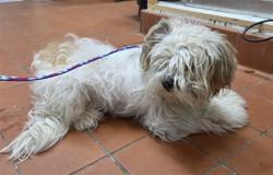 Shelter Stray Male Dog last seen , 600 Aviation Dr, Camarillo, CA 93010, USA
