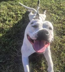 Shelter Stray Female Dog last seen Near BLOCK STEPHAN DR, 3528 Newburg Rd, Louisville, KY 40218, USA