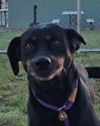Shelter Stray Female Dog last seen Near BLOCK CENTRAL AVE, 3528 Newburg Rd, Louisville, KY 40218, USA