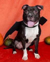 Shelter Stray Male Dog last seen Near BLOCK SHADY VILLA DRIVE, 3528 Newburg Rd, Louisville, KY 40218, USA