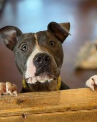 Shelter Stray Female Dog last seen Near BLOCK W LEE ST, 3528 Newburg Rd, Louisville, KY 40218, USA