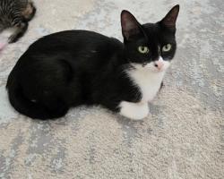 Shelter Stray Female Cat last seen WENTZVILLE, 4850 Mid Rivers Mall Dr, St Peters, MO 63376, USA