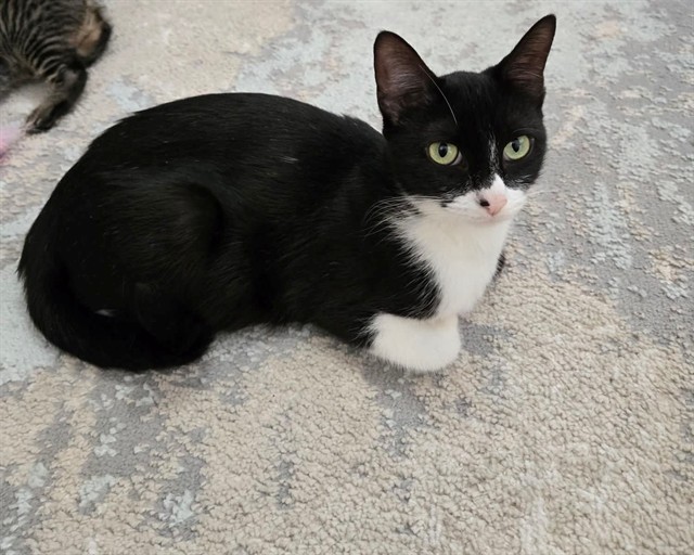 Shelter Stray Female Cat last seen WENTZVILLE, 4850 Mid Rivers Mall Dr, St Peters, MO 63376, USA