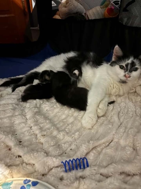 Shelter Stray Female Cat last seen ST PETERS, 4850 Mid Rivers Mall Dr, St Peters, MO 63376, USA