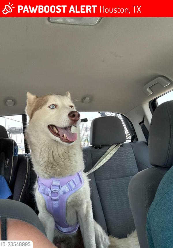 Lost Male Dog last seen Near and jones rd. Some said champions forest, Houston, TX 77065