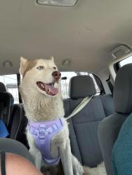 Lost Male Dog last seen Near and jones rd. Some said champions forest, Houston, TX 77065