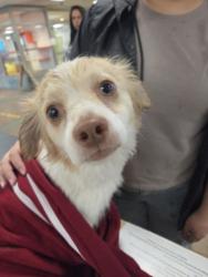 Shelter Stray Male Dog last seen , 14409 Vanowen St, Van Nuys, CA 91405, USA