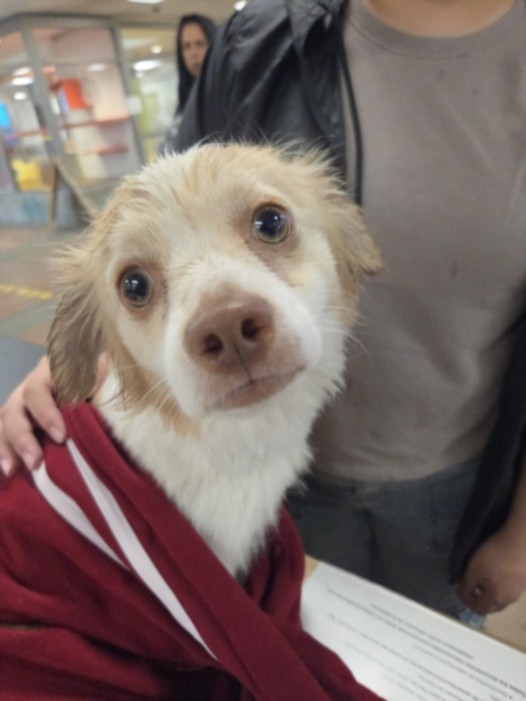 Shelter Stray Male Dog last seen , 14409 Vanowen St, Van Nuys, CA 91405, USA