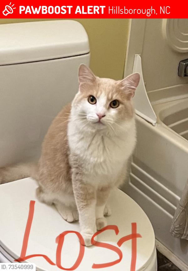 Lost Male Cat last seen Dairyland rd. And docson crosrroad, Hillsborough, NC 27278