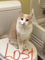 Lost Male Cat last seen Dairyland rd. And docson crosrroad, Hillsborough, NC 27278