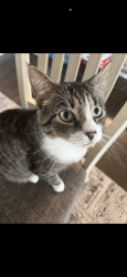 Lost Male Cat last seen Del Mar Drive, 22192 Woodbridge va, Dale City, VA 22193