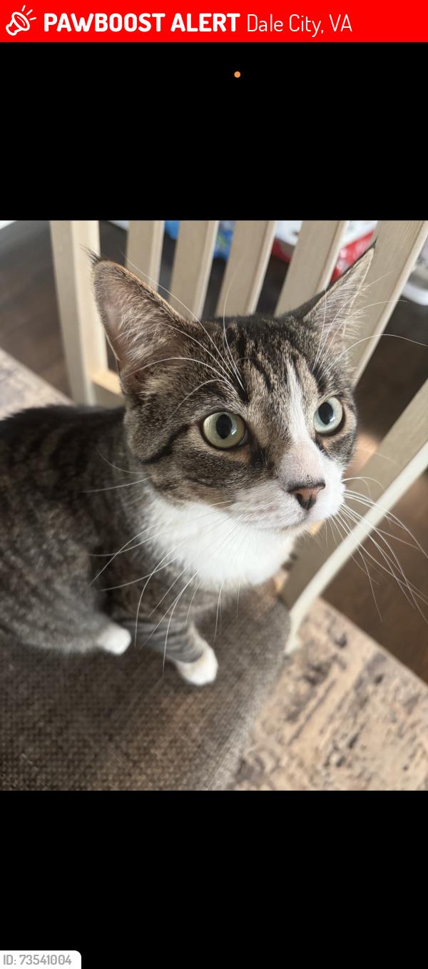 Lost Male Cat last seen Del Mar Drive, 22192 Woodbridge va, Dale City, VA 22193