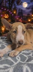 Shelter Stray Male Dog last seen , 957 N Gaffey St, San Pedro, CA 90731, USA